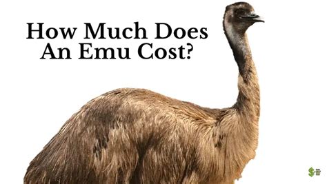 how much does emu cost.